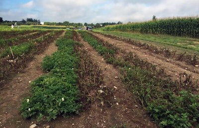 Canada Potatoes