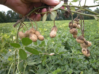 Peanut Farming