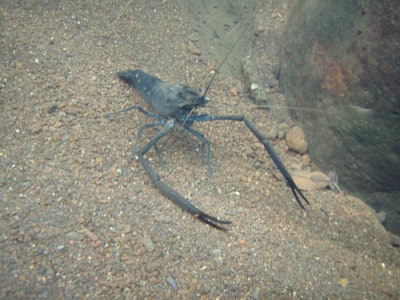 Tahinitian Prawn Macrobrachium Lar Terminal Male