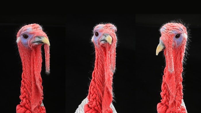 Turkeys