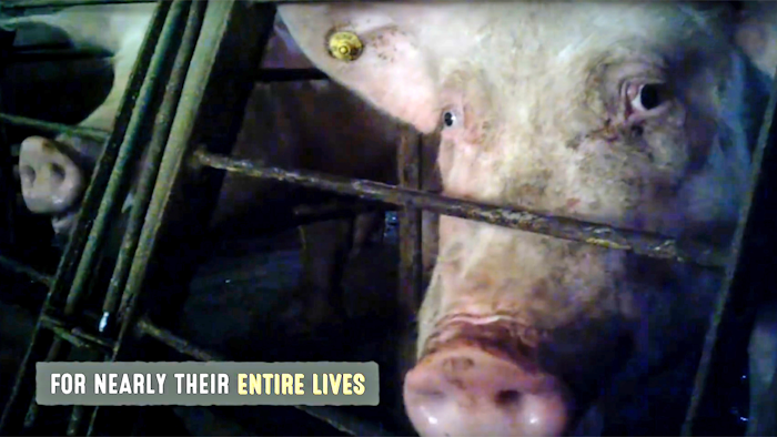 Pig Abuse