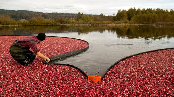 Cranberry Harvest