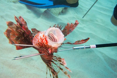 Lionfish