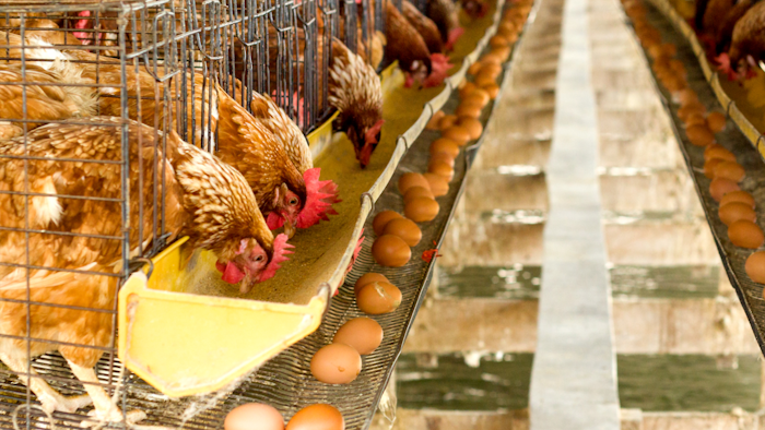 Egg Chicken Farm