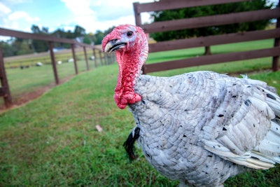 Turkey On A Farm