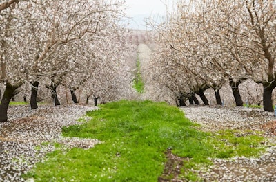 California Almond Grove