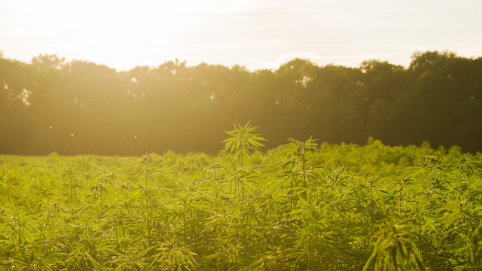 Hemp