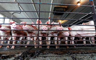 Hog Processing Lawsuit Ap