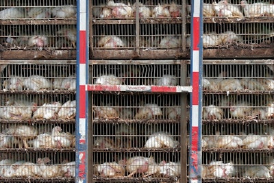 Chicken Trade Ap