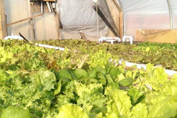 FRESH Farm Aquaponics