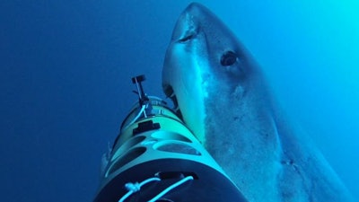 Researchers, including lead author Greg Skomal and the REMUS SharkCam team, logged 30 interactions with 10 individual sharks. The behavior of these sharks ranged from simple approaches to bumping the vehicle and, on nine occasions, aggressive bites.
