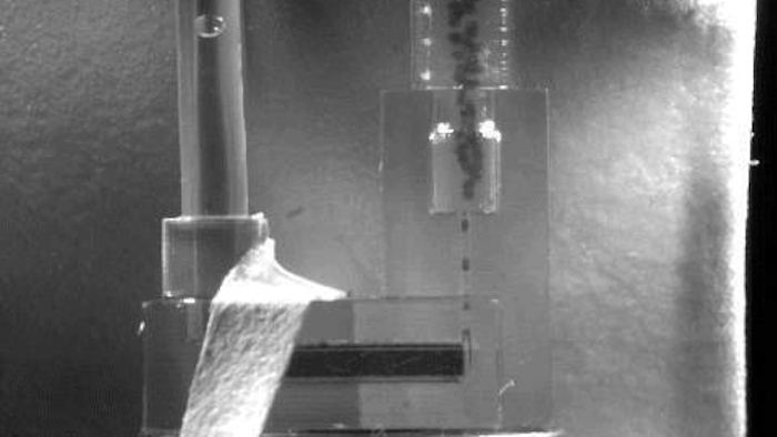 Nanoparticles form in a 3-D-printed microfluidic channel. Each droplet shown here is about 250 micrometers in diameter, and contains billions of platinum nanoparticles.