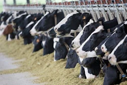 Cows 56bcc1c8cc53b