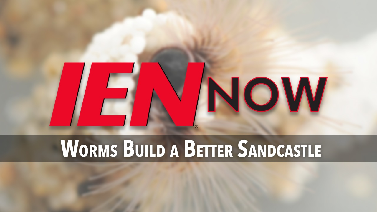 IEN Now: Worms Build a Better Sandcastle