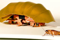 This photo shows the compressible robot, CRAM with a real cockroach. The common roach can withstand 900 times its own body weight without being hurt.