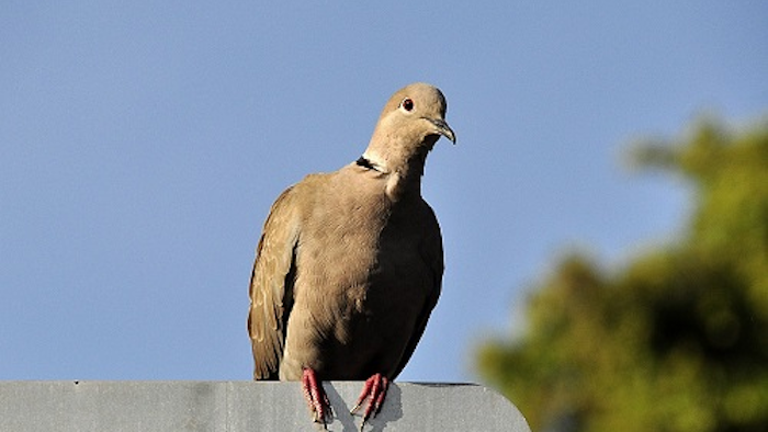 Bird Pixabay 56d9a3f695729