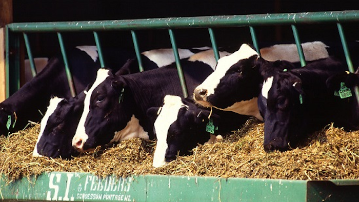 Cattle Freestockphotos biz 56effe507f2c5