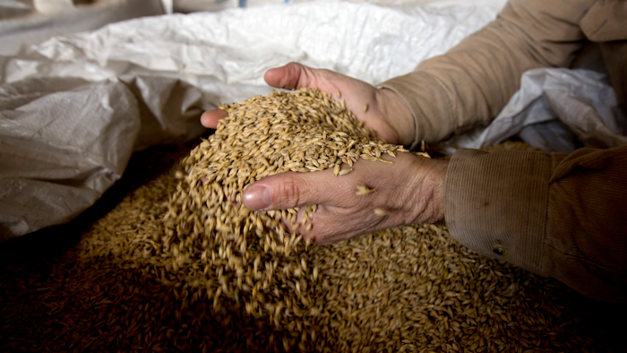 Ken Migliorelli shows off dried barley before it is malted, at his family's farm in Red Hook, N.Y. He says his well-draining sandy soil is ideal for growing malting barley.
