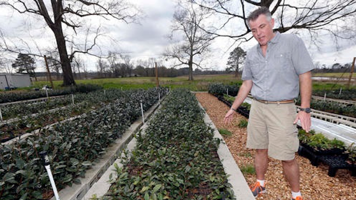 Grower Jason McDonald, at The Great Mississippi Tea Company, near Brookhaven, Miss., shows some of the tea plants he hopes to develop into a strong sustainable cash crop.