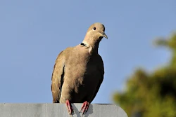 Bird Pixabay 56d9a3f695729