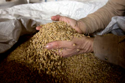 Ken Migliorelli shows off dried barley before it is malted, at his family's farm in Red Hook, N.Y. He says his well-draining sandy soil is ideal for growing malting barley.