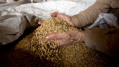 Ken Migliorelli shows off dried barley before it is malted, at his family's farm in Red Hook, N.Y. He says his well-draining sandy soil is ideal for growing malting barley.