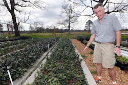 Grower Jason McDonald, at The Great Mississippi Tea Company, near Brookhaven, Miss., shows some of the tea plants he hopes to develop into a strong sustainable cash crop.