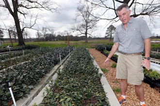 Grower Jason McDonald, at The Great Mississippi Tea Company, near Brookhaven, Miss., shows some of the tea plants he hopes to develop into a strong sustainable cash crop.