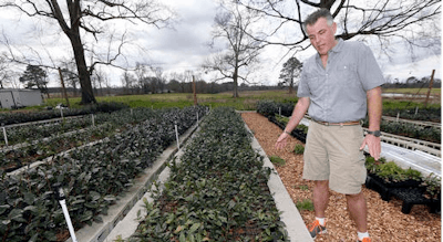 Grower Jason McDonald, at The Great Mississippi Tea Company, near Brookhaven, Miss., shows some of the tea plants he hopes to develop into a strong sustainable cash crop.