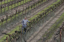 In this Tuesday, Feb. 23, 2016 photo, farmer Russell van Loben Sels inspect grape vines on his land in the San Joaquin-Sacramento River Delta, near Clarksburg, Calif. A $15.7 billion tunnel project promoted by Gov. Jerry Brown to build giant pipes underground to ship water south is splitting farmers and politicians throughout the state. 'I do resent the fact they look at the delta as being sort of expendable to protect their farms,' van Loben Sels says.