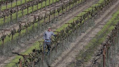 In this Tuesday, Feb. 23, 2016 photo, farmer Russell van Loben Sels inspect grape vines on his land in the San Joaquin-Sacramento River Delta, near Clarksburg, Calif. A $15.7 billion tunnel project promoted by Gov. Jerry Brown to build giant pipes underground to ship water south is splitting farmers and politicians throughout the state. 'I do resent the fact they look at the delta as being sort of expendable to protect their farms,' van Loben Sels says.