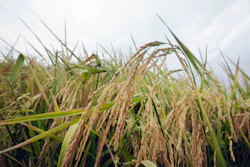 This file photo shows rice growing in a field near Alicia, Arkansas. The FDA is urging the food industry to reduce the already-small amount of arsenic found in baby rice cereals.