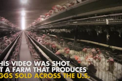 Screenshot from 'The Video the Rotten Egg Industry Doesn’t Want You to See' on YouTube.
