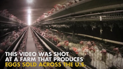 Screenshot from 'The Video the Rotten Egg Industry Doesn’t Want You to See' on YouTube.