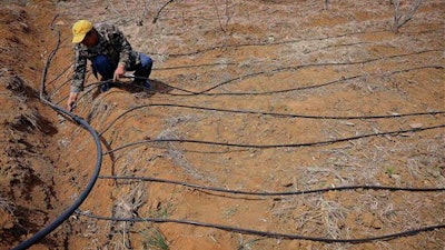 In this April 6, 2016 photo, a farmer sets up water pipes for trickle irrigation at a cherry garden in Yantai in east China's Shandong province. A government report says more than 80 percent of underground water drawn from relatively shallow wells used by farms, factories and mostly rural households is unsafe for drinking because of pollution from heavy metals and agricultural chemicals.