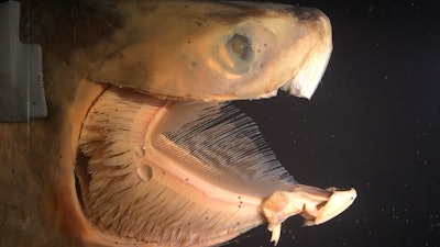 Fish without operculum to better show the gill rakers, arches and gill filaments (structures that make up the fishes ‘filter’).