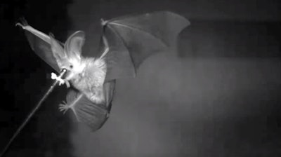 How do bats generate forward motion when flying slowly?