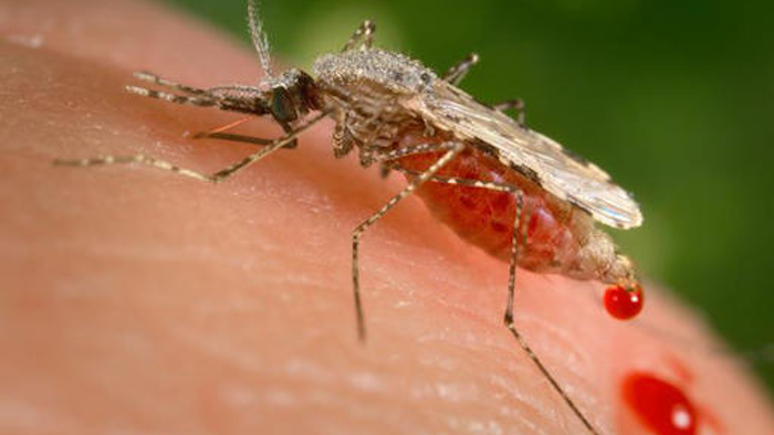 Government advisers say these so-called 'gene drives' aren't ready to let loose in the wild just yet.