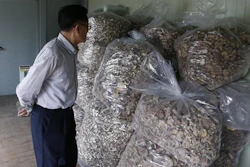 In this June 1, 2016 photo, scientist Lee T.B. who fled North Korea to South Korea, looks at packs of mushrooms at his newly-built laboratory in Hwaseong, South Korea. Lee has studied the fungi for decades and has created products with them that he believes may fight diseases including cancer, which killed his wife more than 25 years ago. He felt his work was constrained by, and ultimately even in some danger from, the North Korean government, so he fled to South Korea in 2005.