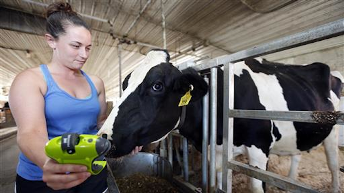University of New Hampshire student Kayla Aragona displays a device called Moocall with a pregnant cow named Magenta, Tuesday, July 19, 2016 in Durham, N.H. The sensor attached to their tails sends text alerts to help detect when they're in labor.