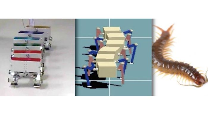 What makes centipedes move with such agility? Researchers at Kyoto University have used simulations and robotics to find the answer -- and a surprising truth.