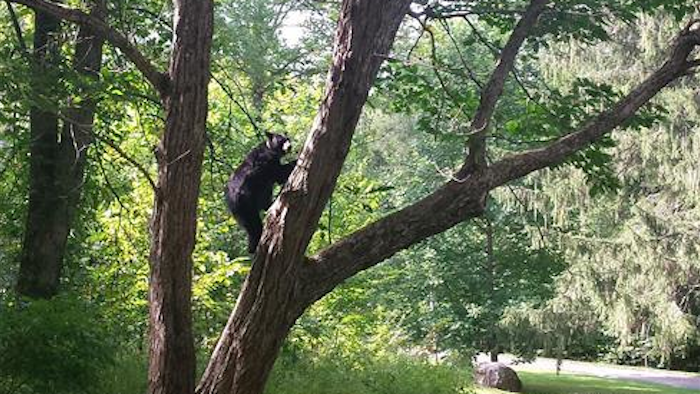 In this Sept. 17, 2015 photo released by the Great Smoky Mountains National Park, a female bear climbs a Chinese chestnut tree in Twin Creeks area Great Smoky Mountains National Park, Tenn. In what amounts to an innocence project for bears, National Park Service rangers are turning to modern forensic technology, including DNA evidence, to make sure they kill the right bear when a human is attacked in the mountains.