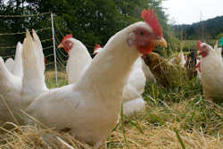 Chicken Wiki 5798bd56cd611
