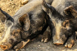 Hogs Pixabay 577e75d85f998