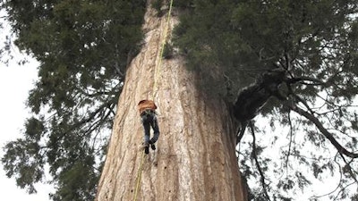 In this May 23, 2016 photo, arborist Jim Clark inches up a giant sequoia to collect new growth from its canopy in the southern Sierra Nevada near Camp Nelson, Calif.