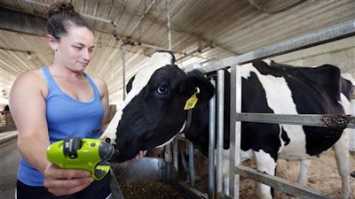 University of New Hampshire student Kayla Aragona displays a device called Moocall with a pregnant cow named Magenta, Tuesday, July 19, 2016 in Durham, N.H. The sensor attached to their tails sends text alerts to help detect when they're in labor.