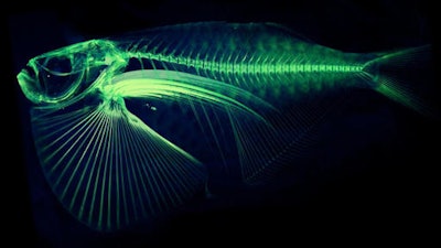 In this undated image provided by Adam Summers, a University of Washington professor in the department of Biology and the School of Aquatic and Fisheries Sciences, a scan of the Thoracocarax Stellatus species of fish is shown, with color added by computer to enhance the rendering of the structure of the bones. Summers is using a micro computed tomography, also known as 'CT,' scanner at a lab on Washington's San Juan Island as part of an ambitious project to scan and digitize more than 25,000 species in the world.