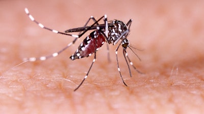 Genetically altered male mosquitoes, which don't bite but are expected to mate with females to produce offspring that die before reaching adulthood.