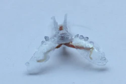 A sea slug's buccal I2 muscle powers this biohybrid robot as it crawls like a sea turtle. The body and arms are made from a 3D printed polymer.