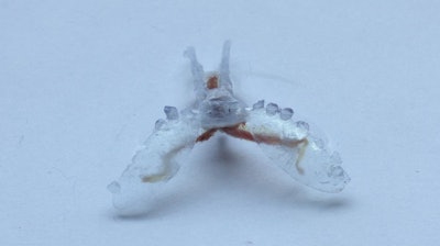 A sea slug's buccal I2 muscle powers this biohybrid robot as it crawls like a sea turtle. The body and arms are made from a 3D printed polymer.